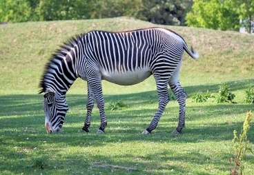 ZOO Dvůr Králové – ZOO, safari, expozice dinosaurů